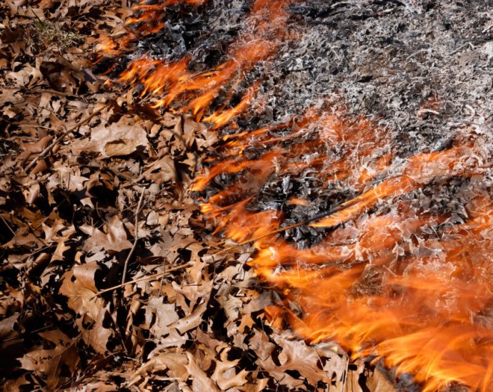 how-indigenous-cultural-burns-can-help-heal-climate-ravaged-forests—and-people