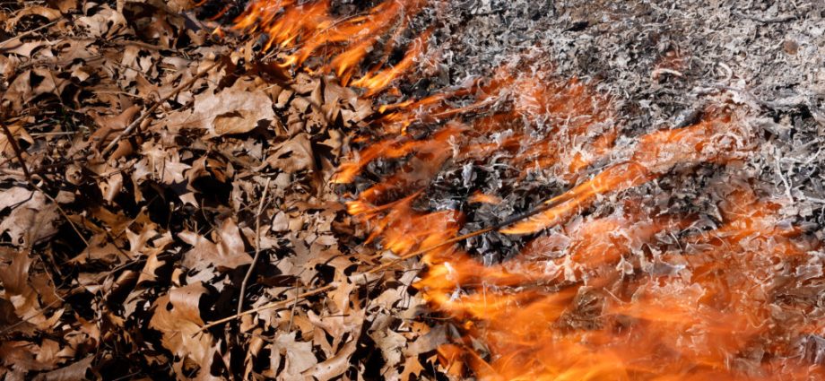 how-indigenous-cultural-burns-can-help-heal-climate-ravaged-forests—and-people