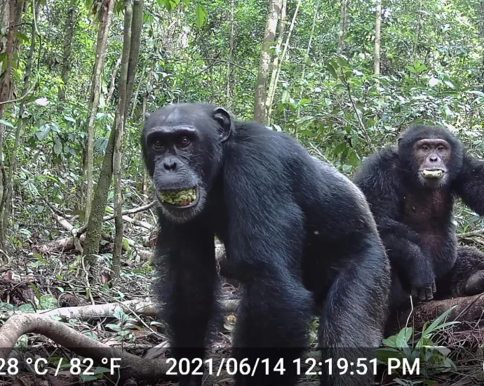 wild-chimps-consume-more-alcohol-than-anyone-expected