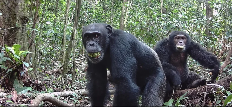 wild-chimps-consume-more-alcohol-than-anyone-expected