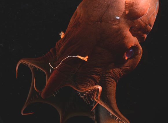 Scientists Sequence Genome of Vampire Squid