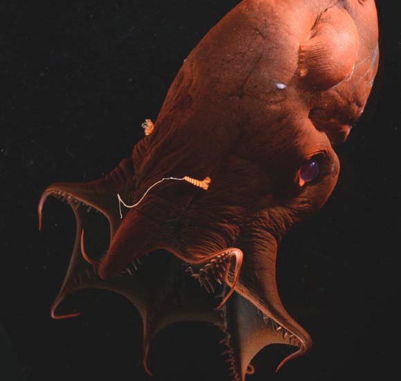 Scientists Sequence Genome of Vampire Squid
