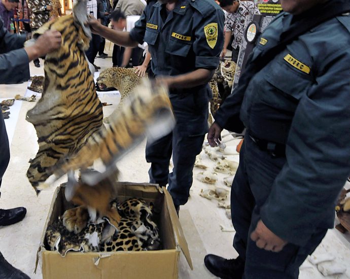 as-countries-take-steps-to-protect-wildlife-in-legal-trade,-animal-and-plant-trafficking-rages-on