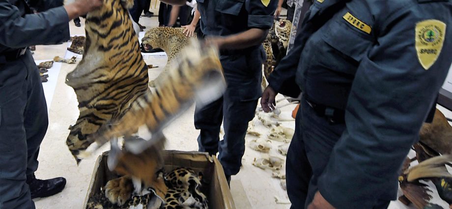 as-countries-take-steps-to-protect-wildlife-in-legal-trade,-animal-and-plant-trafficking-rages-on