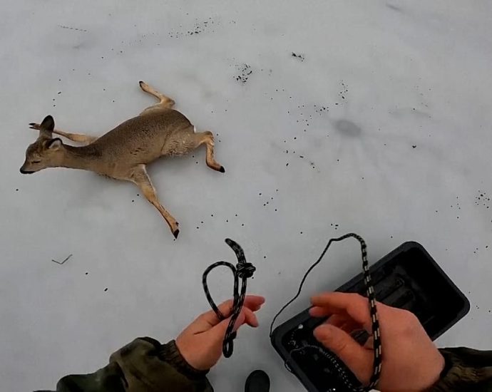 hundreds-of-roe-deer-rescued-from-siberian-frozen-lakes