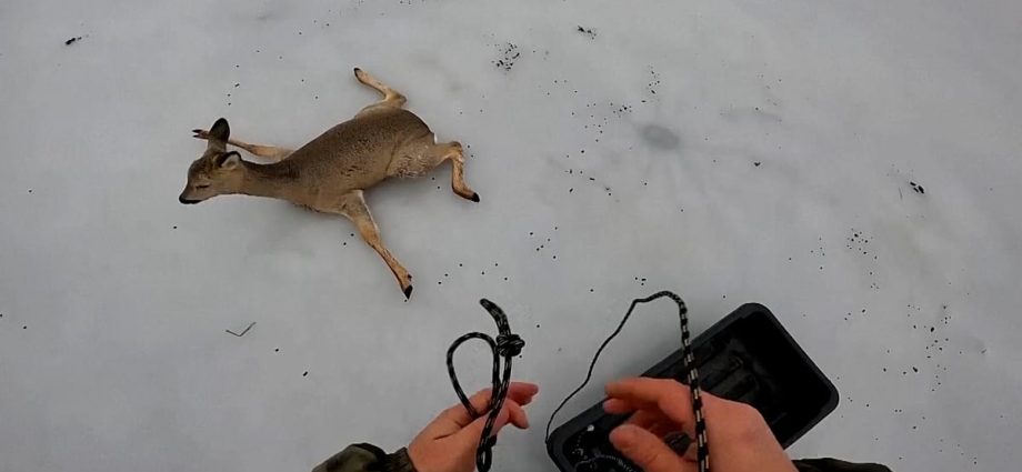 hundreds-of-roe-deer-rescued-from-siberian-frozen-lakes