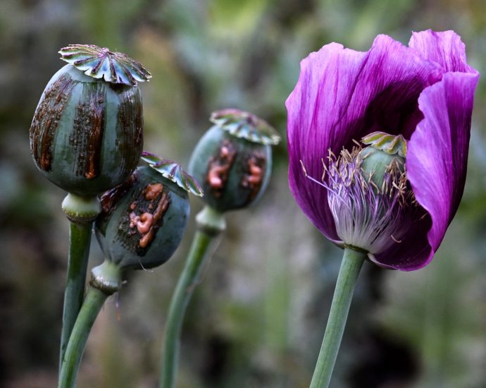 opium-poppy-farming-hits-10-year-high-in-war-torn-myanmar
