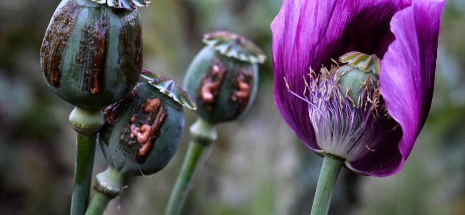 opium-poppy-farming-hits-10-year-high-in-war-torn-myanmar