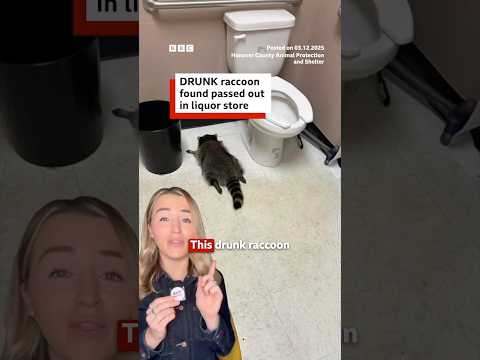 drunk-raccoon-found-passed-out-in-liquor-store-after-breaking-in.-#raccoon-#bbcnews