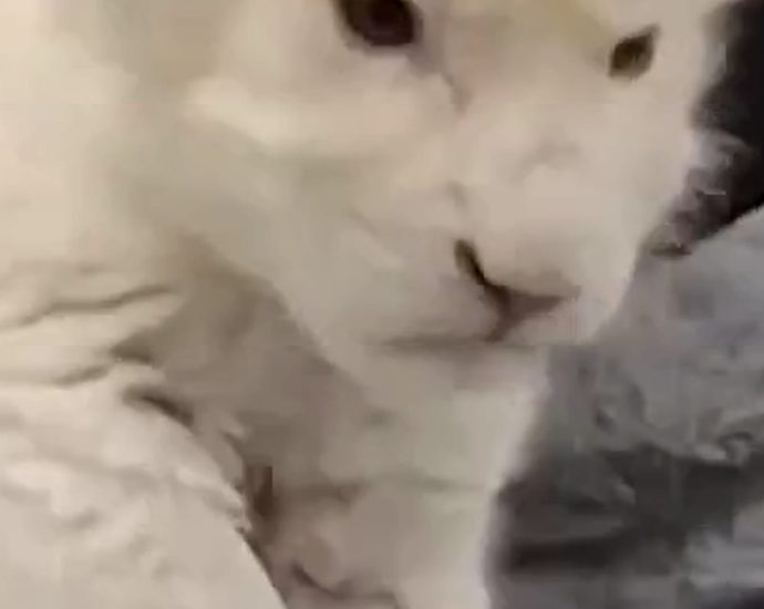 rare-white-lion-cubs-born-in-zoo’s-conservation-program