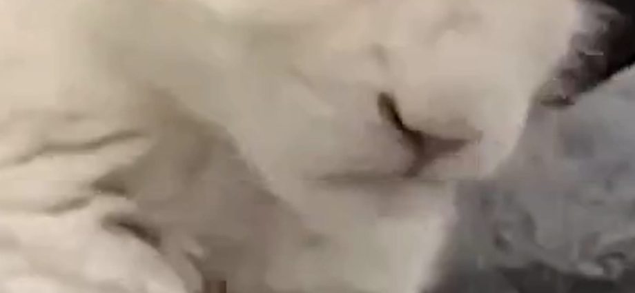 rare-white-lion-cubs-born-in-zoo’s-conservation-program