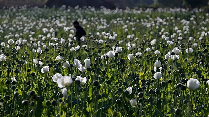 opium-poppy-cultivation-in-myanmar-hits-highest-level-in-a-decade,-un-report-says