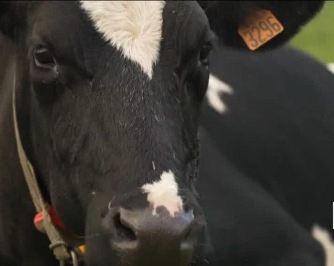 The cow of the future? France introduces smaller, low-emission livestock