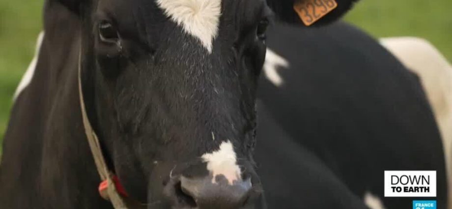 The cow of the future? France introduces smaller, low-emission livestock