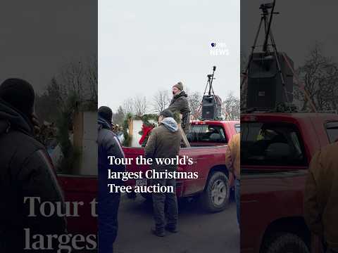 tour-the-world’s-largest-christmas-tree-auction