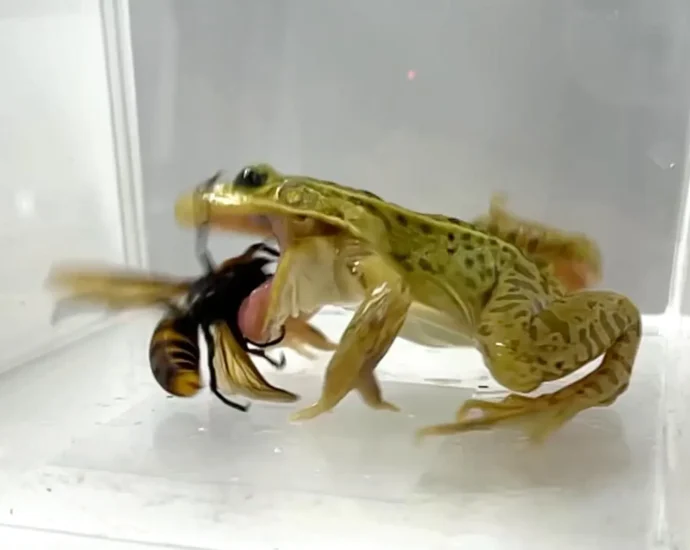 hornet-eating-frog-shows-remarkable-venom-resistance