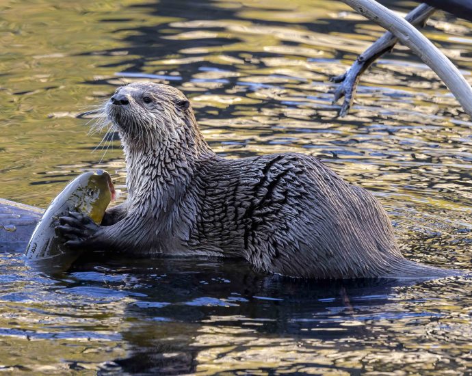 national-parks-aren’t-just-for-tourists-they’re-an-essential-home-for-wildlife.