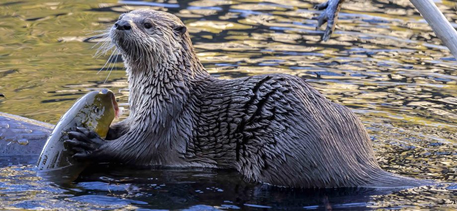 national-parks-aren’t-just-for-tourists-they’re-an-essential-home-for-wildlife.