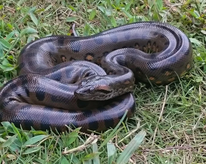 scientists-discover-why-anacondas-stayed-giants-for-12-million-years