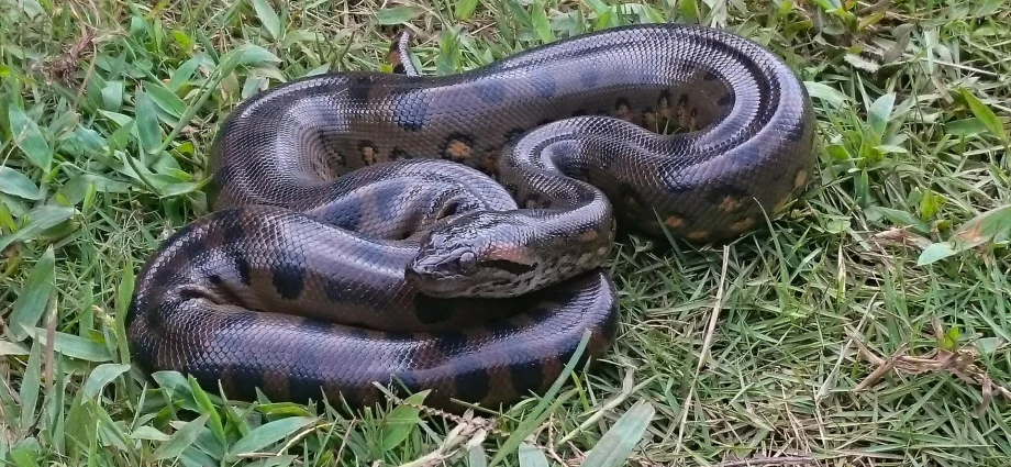 scientists-discover-why-anacondas-stayed-giants-for-12-million-years