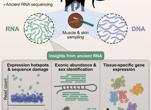 RNA Molecules Found Preserved in 39,000-Year-Old Woolly Mammoth Tissues