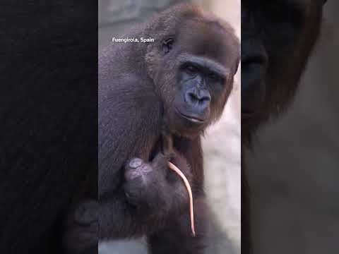 baby-gorilla-born-at-spanish-zoo