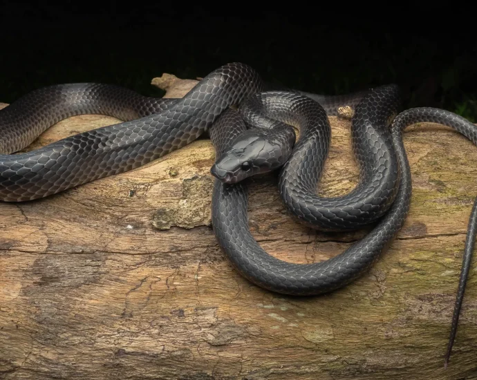 a-mysterious-black-snake-hidden-for-centuries-is-now-named-for-steve-irwin