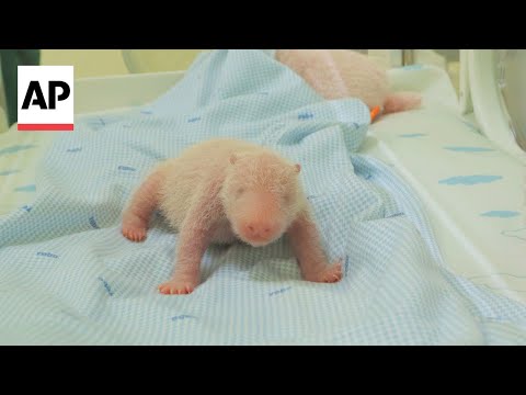 a-look-at-the-first-panda-cub-born-in-indonesia