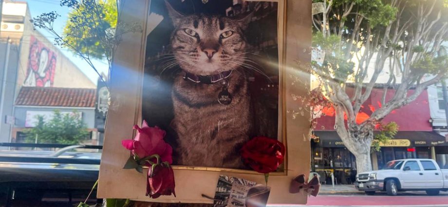 waymo-runs-into-safety-concerns-and-competition-as-it-expands-in-the-us