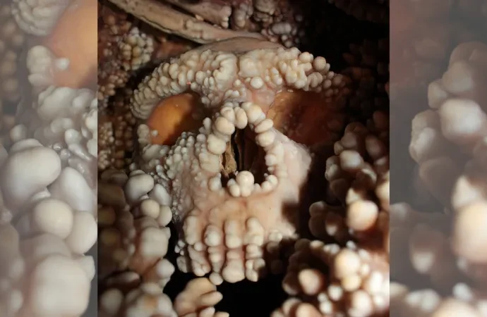 big-neandertal-noses-weren’t-made-for-cold