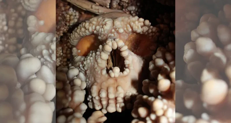 big-neandertal-noses-weren’t-made-for-cold