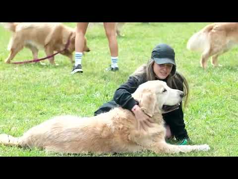 golden-retriever-‘wave’-hits-buenos-aires-in-record-attempt-|-reuters