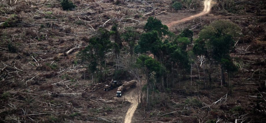 days-after-cop30,-brazil-weakened-amazon-safeguards