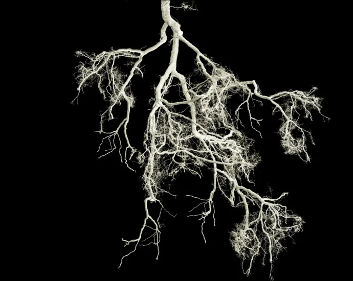 small-root-mutation-could-make-crops-fertilize-themselves