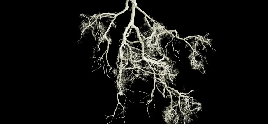 small-root-mutation-could-make-crops-fertilize-themselves