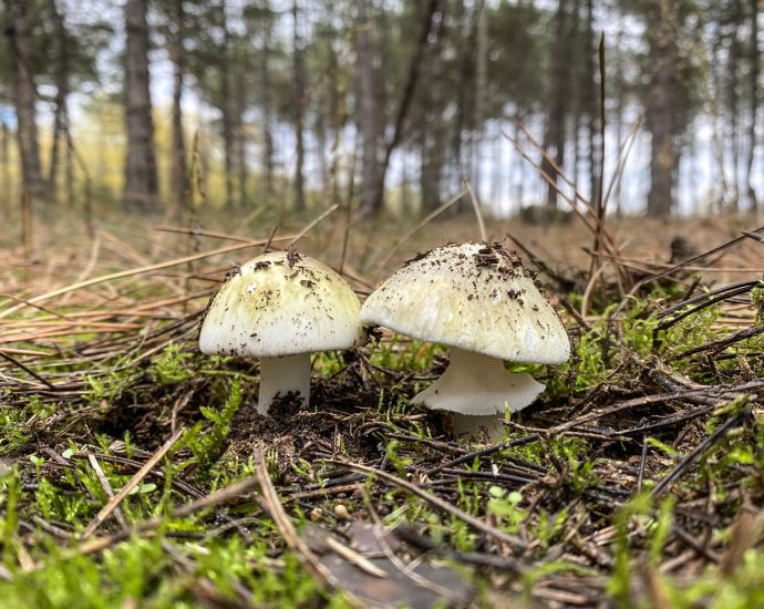 poisonings-from-‘death-cap’-mushrooms-in-california-prompt-warning-against-foraging