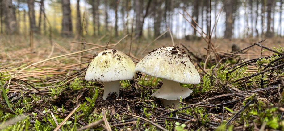poisonings-from-‘death-cap’-mushrooms-in-california-prompt-warning-against-foraging