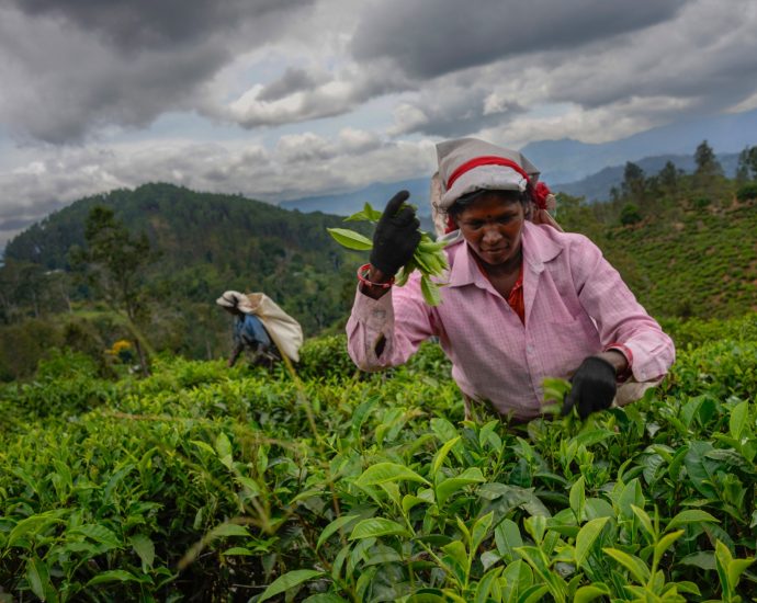 ‘like-wastelands’:-sri-lanka-tea-plantations-suffer-cyclone-ditwah’s-wrath