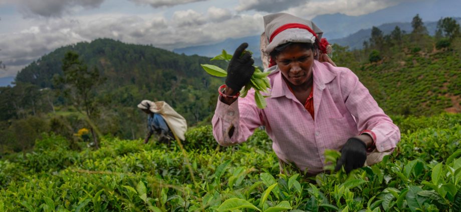 ‘like-wastelands’:-sri-lanka-tea-plantations-suffer-cyclone-ditwah’s-wrath