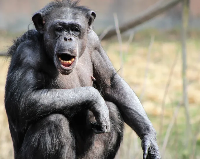 human-brains-light-up-for-chimp-voices-in-a-way-no-one-expected
