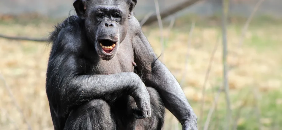 human-brains-light-up-for-chimp-voices-in-a-way-no-one-expected