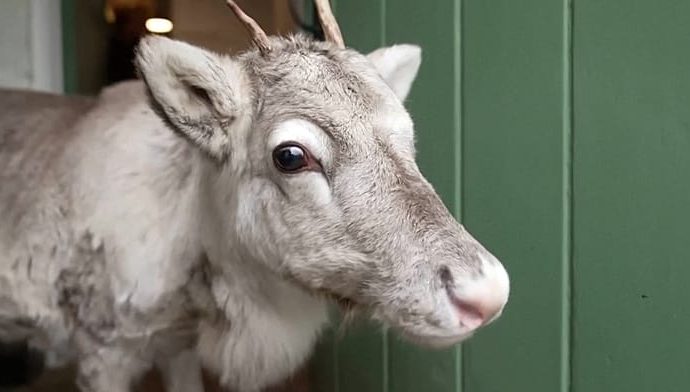 reindeer-lars,-hand-raised-in-uk,-joins-herd-and-prepares-for-christmas