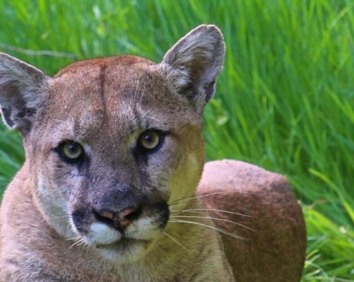 southern-california-mountain-lions-recommended-for-threatened-status