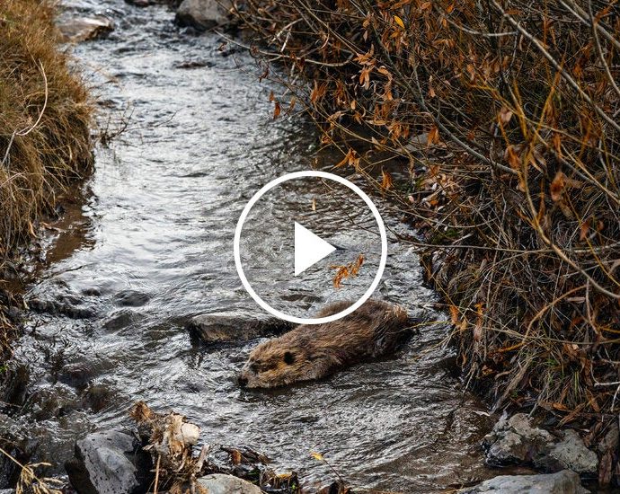 utah-conservation-groups-lead-beaver-relocation-effort