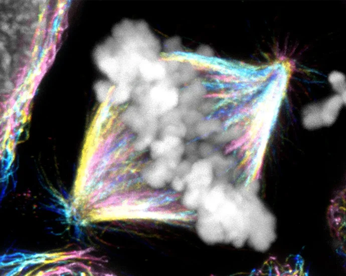 a-hidden-mechanism-changes-what-we-know-about-cell-division
