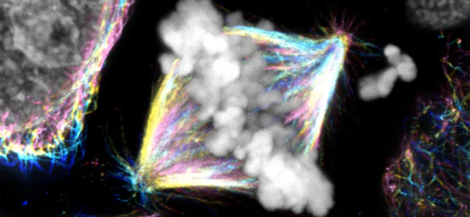 a-hidden-mechanism-changes-what-we-know-about-cell-division