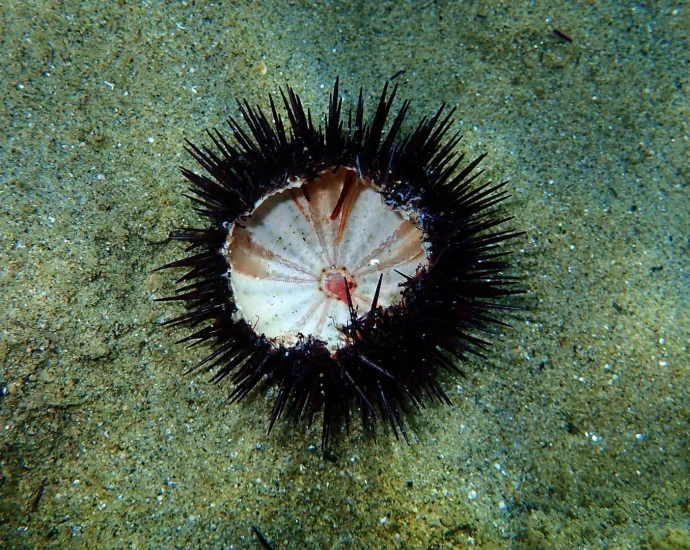 a-silent-ocean-pandemic-is-wiping-out-sea-urchins-worldwide