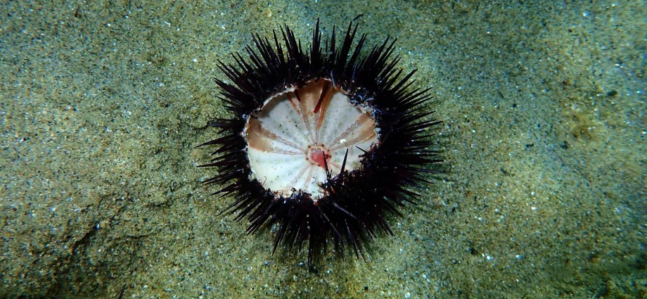 a-silent-ocean-pandemic-is-wiping-out-sea-urchins-worldwide