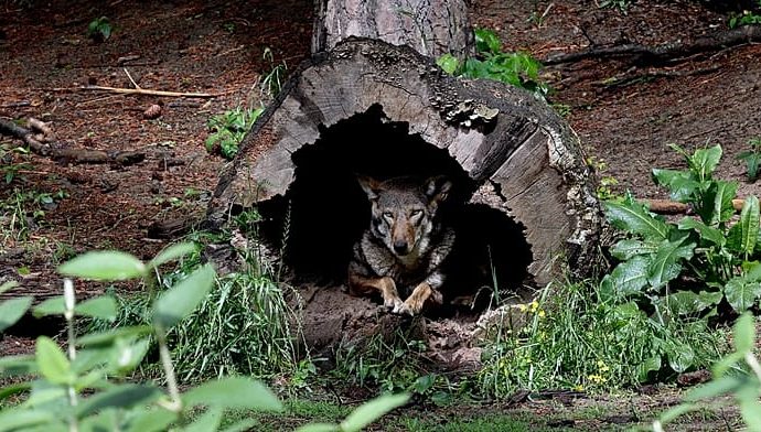 utrecht-lifts-forest-warning-after-dna-confirms-wolf-shot-was-menace-known-as-‘bram’