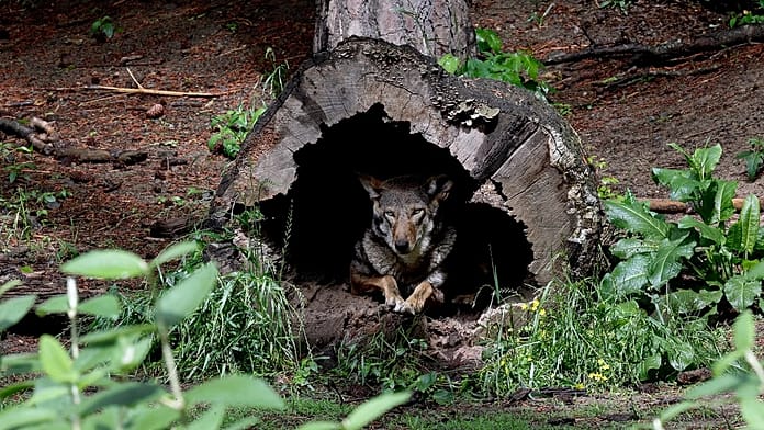 utrecht-lifts-forest-warning-after-dna-confirms-wolf-shot-was-menace-known-as-‘bram’